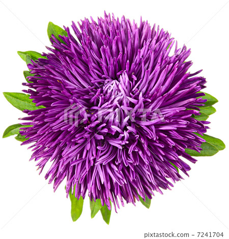 Single aster Single aster 7241704
