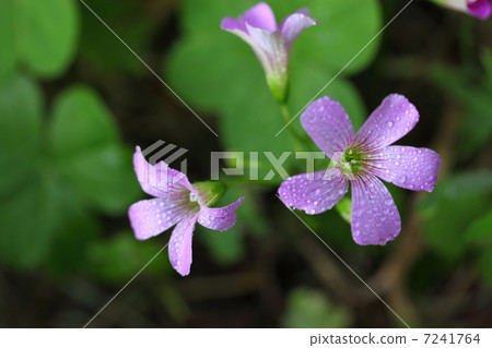 Murasaki harp and morning dew Murasaki harp and morning dew 7241764