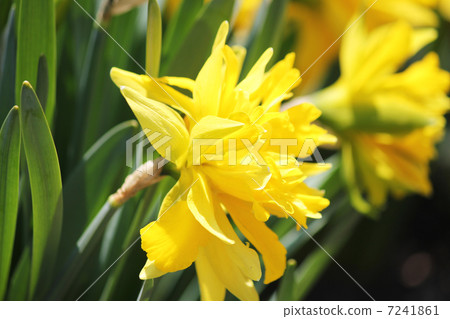 Narcissus 7241861