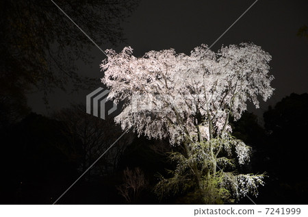 Weeping cherry tree 7241999