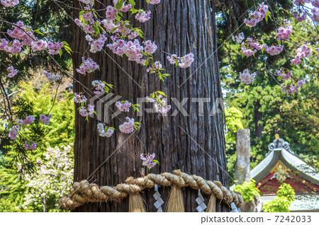 Shionka Sakura of Shiogama Shrine Shionka Sakura of Shiogama Shrine 7242033
