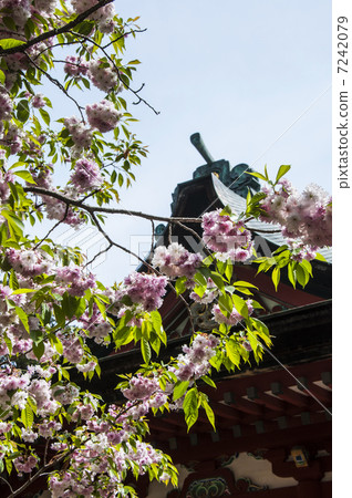 Shionka Sakura of Shiogama Shrine Shionka Sakura of Shiogama Shrine 7242079