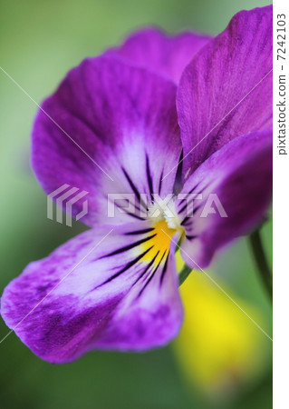 紫羅蘭紫 7242103