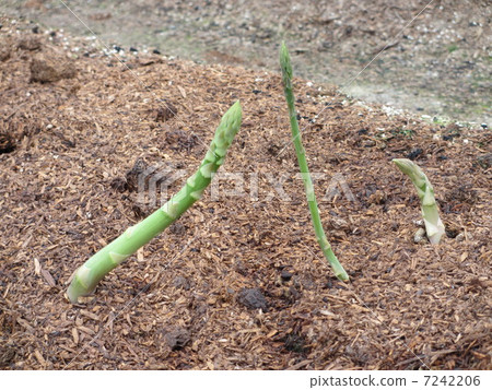 Asparagus Asparagus 7242206