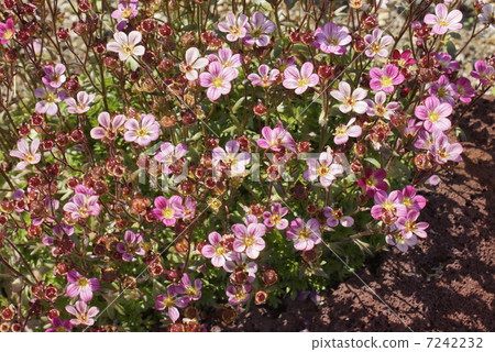 1 Saxifraga spider 7242232