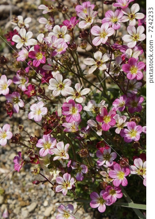 2 Saxifragace spider 7242233