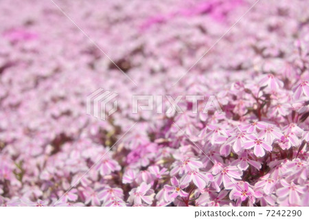 Shibazakura Fuji Shiba櫻花節 7242290