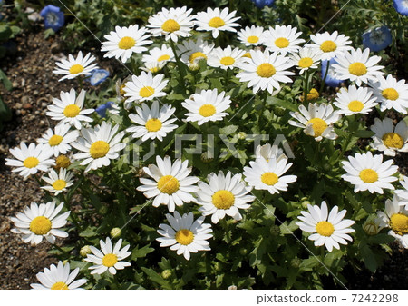 Chrisan Cemeum·Pardosam 7242298