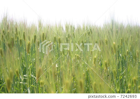 小麥 7242693