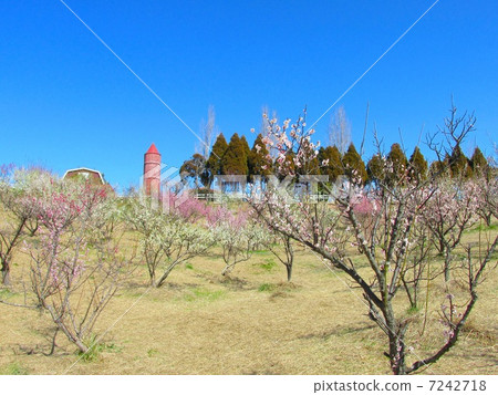 明石的Bairin（石狩公園） 7242718