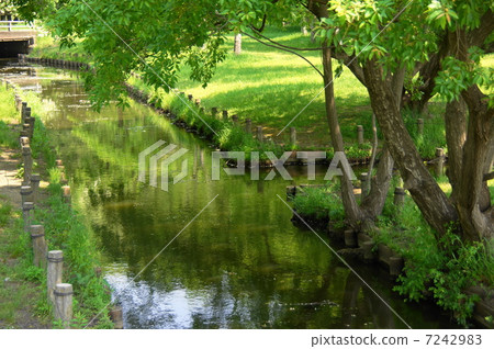 May leaves fresh green waters 86 May leaves fresh green waters 86 7242983