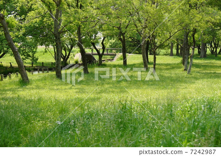 五月樹·森林·雜林13新鮮綠 7242987