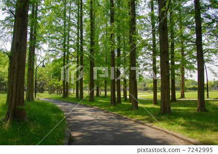 May Leaves Metasequoia · Cryptomeria 304 Fresh green 7242995