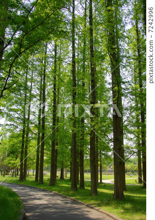 可能留下水杉·Cryptomeria 303新鮮的綠色 7242996