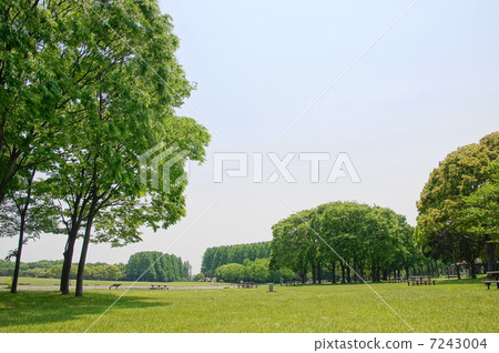 可能會留下Zelkova和Elmenidae 200新綠 7243004