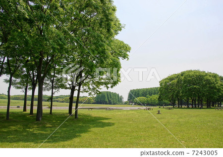 可能會留下Zelkova和Elmaceae 199新綠 7243005