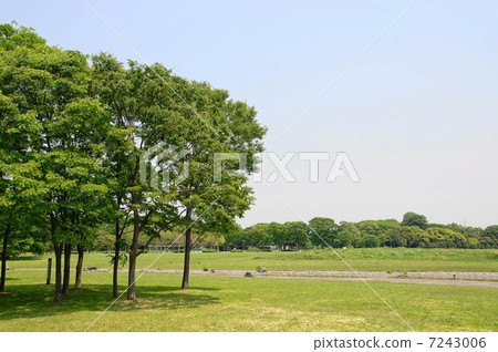 May leaves Zelkova and Elmenidae 198 Fresh green May leaves Zelkova and Elmenidae 198 Fresh green 7243006