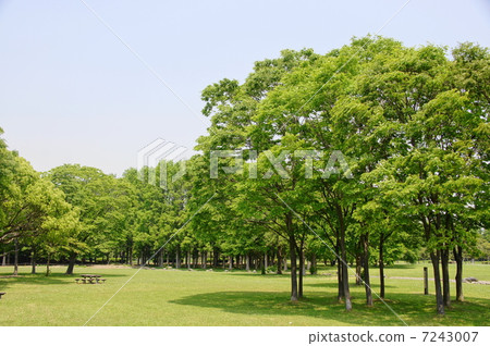 可能會留下Zelkova和Elmidaceae 197的新鮮綠色 7243007