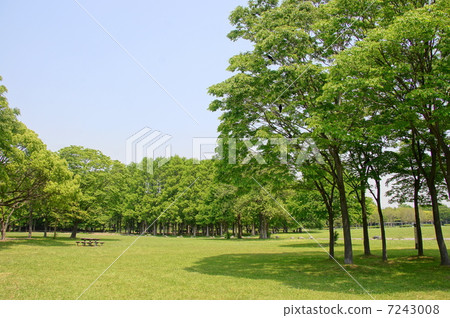 可能會留下Zelkova和Elmidae 196新綠 7243008