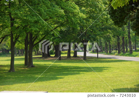 May leaves Zelkova longaceae 194 fresh green 7243010