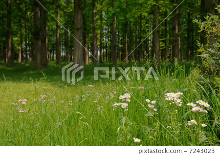 May Haldion·Asteraceae 13 7243023