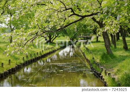 May Flower Harienge · Legume 02 Niseakashia 7243025