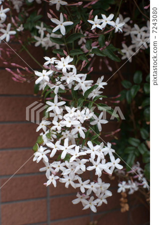 jasmine 7243080