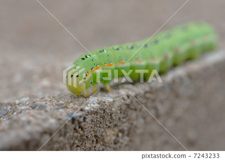 Caterpillar larvae Caterpillar larvae 7243233