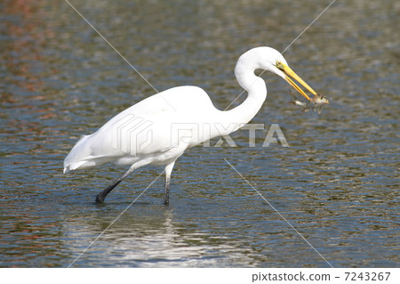 Shirajiri small fish get! 7243267