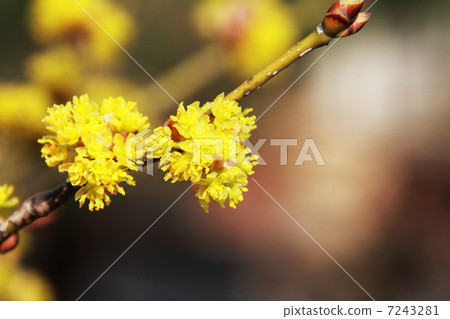 Danko Bai Danko Bai 7243281