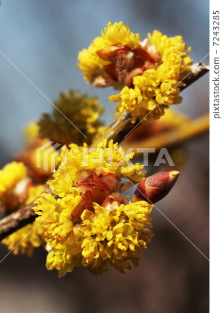 Danko Bai Danko Bai 7243285