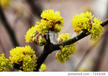 Danko Bai Danko Bai 7243288