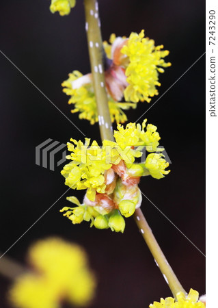 Danko Bai Danko Bai 7243290