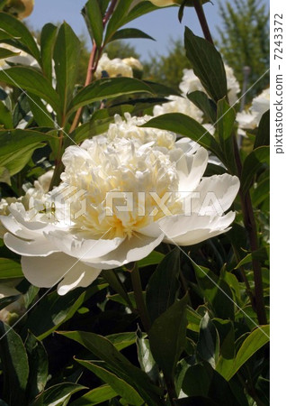 Shakuyaku / Charlie的夏威夷盛開 7243372