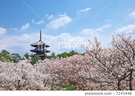 Ninna-ji Temple in spring Ninna-ji Temple in spring 7243446