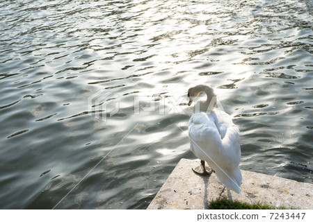天鵝的背面 7243447