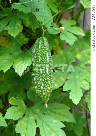 苦瓜 7243595