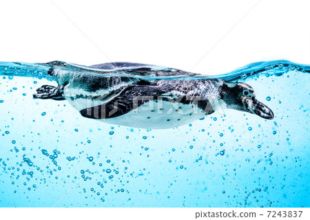 Humboldt Penguin (Spheniscus humboldti) 7243837