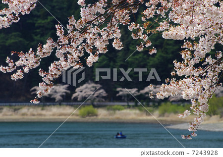 Cherry blossoms at Kawaguchiko 7243928