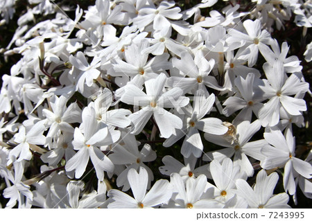 Shibazakura Fuji Shiba櫻花節 7243995