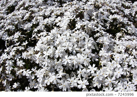 Shibazakura Fuji Shiba櫻花節 7243996