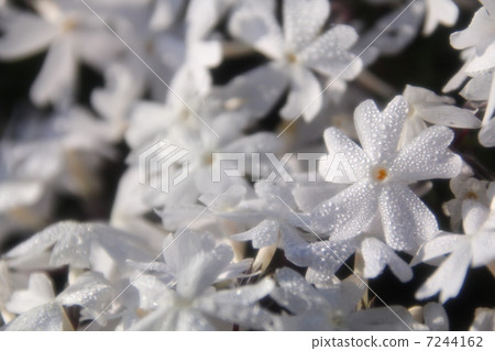 Shibazakura Fuji Shiba cherry-blossom Festival Shibazakura Fuji Shiba cherry-blossom Festival 7244162