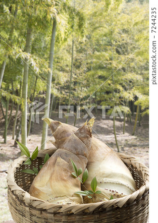 Bamboo shoot 7244235