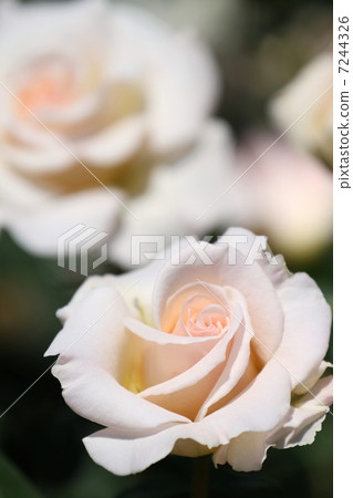 玫瑰（法國種族） 7244326