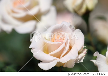 玫瑰(法國種族) 玫瑰(法國種族) 7244327