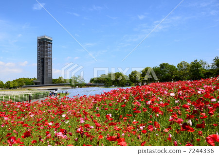 濱名湖花園公園的罌粟 濱名湖花園公園的罌粟 7244336