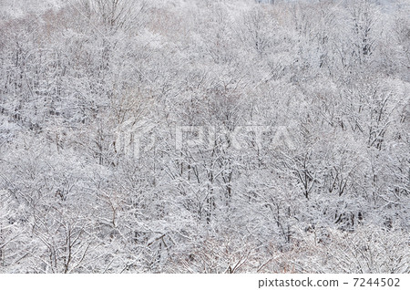 Snow makeup in the forest Snow makeup in the forest 7244502