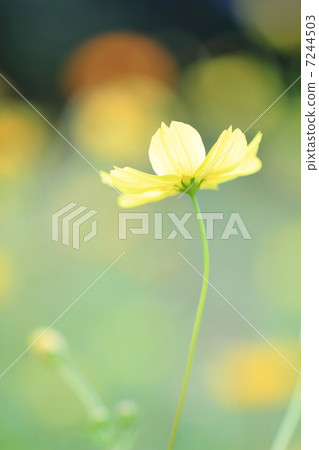 Cosmos Cosmos 7244503