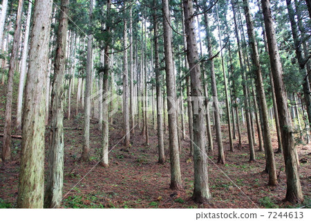 管理的雪松林 7244613