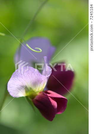 絹花花 絹花花 7245184